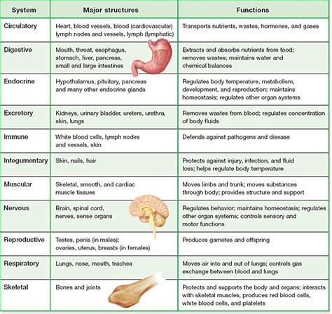 Body Systems | Human body systems, Body systems, Body systems worksheets