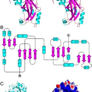 (PDF) Structure and assembly of a paramyxovirus matrix protein