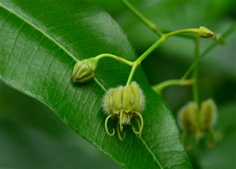 Apocynaceae | Nature Library