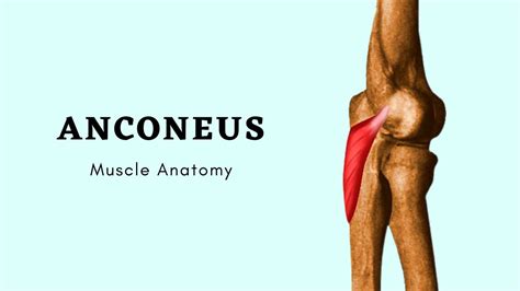 Anconeus Muscle Anatomy | Muscle of Posterior Forearm | Doctor Speaks ...