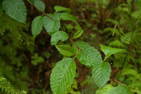 Alnus rubra – These Are the Plants I Know