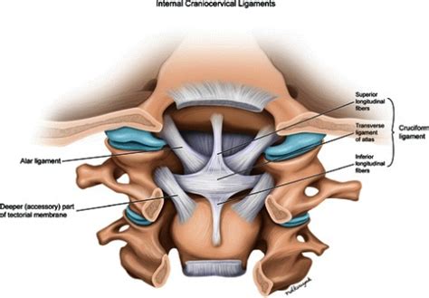 New Study Correlates Alar Ligament Injury to Chronic Neck Pain and Headaches in the Elderly ...