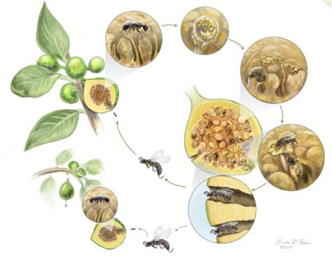 Fig Wasp Life Cycle: Mutualistic Relationship with Common, Caprifig ...