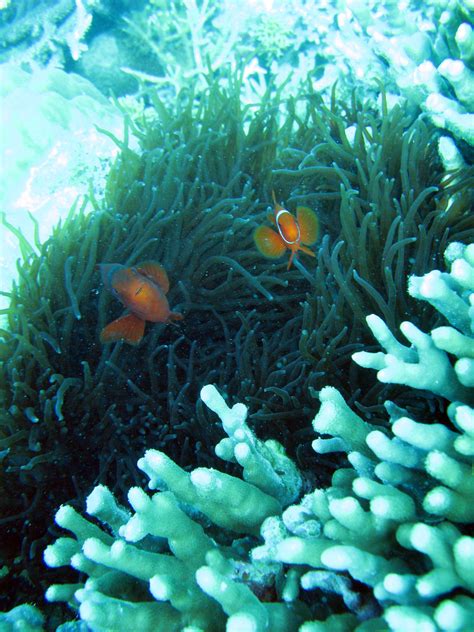 anemonefish and an anemone-2679 | Stockarch Free Stock Photo Archive