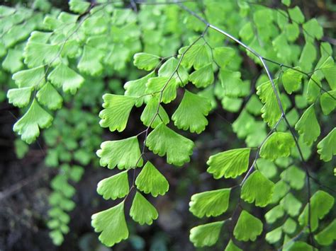 Adiantum raddianum (Delta Maidenhair, Maidenhair Fern, Pacific Maidenhair) | North Carolina ...