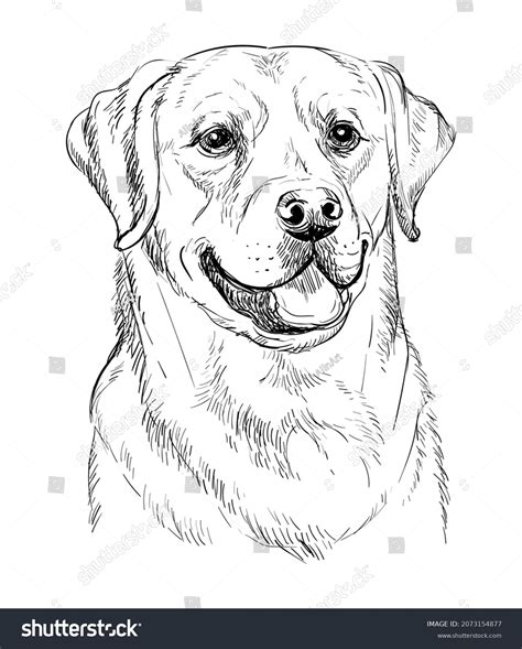 20.672 imágenes de Dog pencil drawing - Imágenes, fotos y vectores de stock | Shutterstock