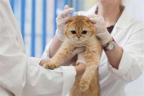 Feline Panleukopenia - What are the causes and prevention?