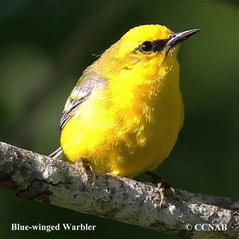 Blue-winged Warbler (Vermivora cyanoptera) - BWWA