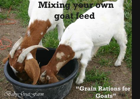 Mixing Your Own Goat Feed | Feeding goats, Goat farming, Goats