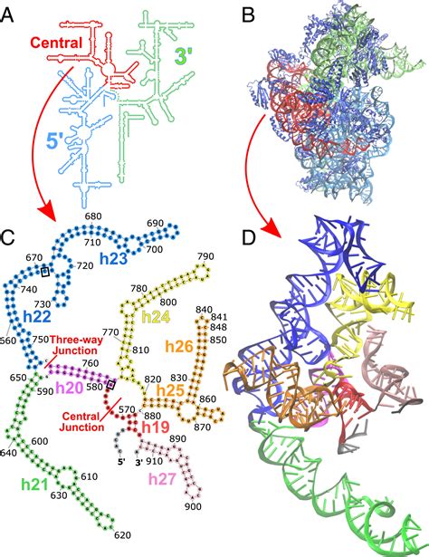 Simple Ribosomal Rna Structure