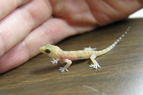 Translucent baby gecko | This little gecko was found in Prim… | Flickr