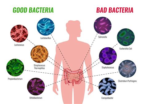 Should Men Take Probiotics? 6 Male Health Benefits of Probiotics ...