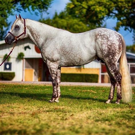 206 best Horse Color Galore: Grey images on Pinterest | Arabian horses ...