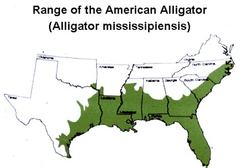 Where do Alligators Live