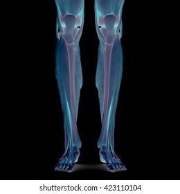 Human Leg Joints Muscles 3d Stock Illustration 423110104 | Shutterstock