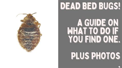 Dead Bed Bugs: A Guide With Photos - What To Do if You See One