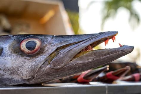 Close Up on Barracuda Teeth. Sea Fresh Fish Barracuda at Street Food ...