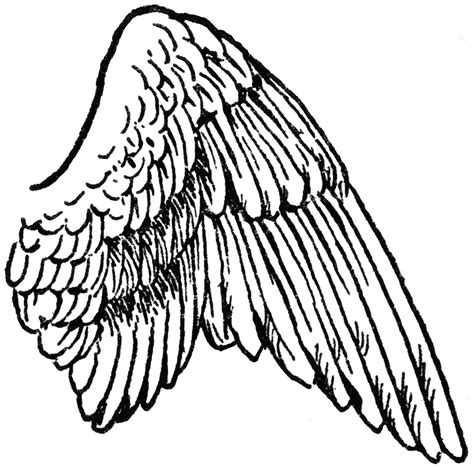 Wing of a Bird | ClipArt ETC