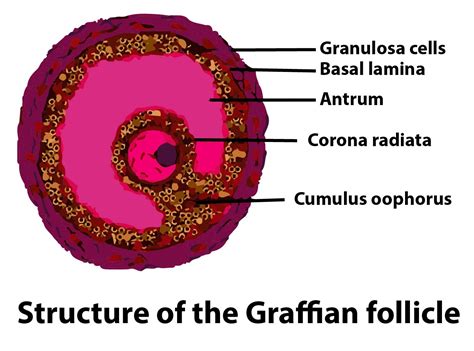 Graafian follicle contains(a)Many oocytes(b)Many sperms(c)A single oocyte(d)Site for egg ...