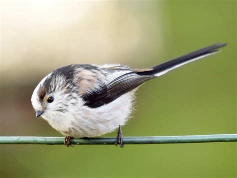 What Is The Smallest Wild Bird In Britain - unique rare bird