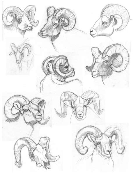 Ram Drawing Reference and Sketches for Artists