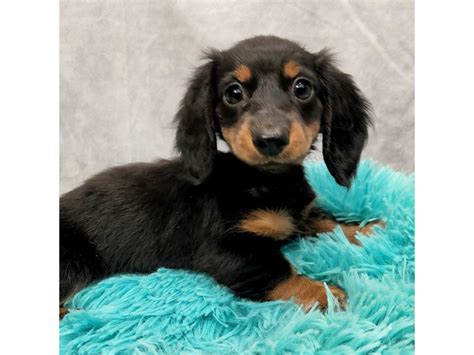 Dachshund Puppy Black / Tan ID:6766 Located at Petland Merrillville, IN