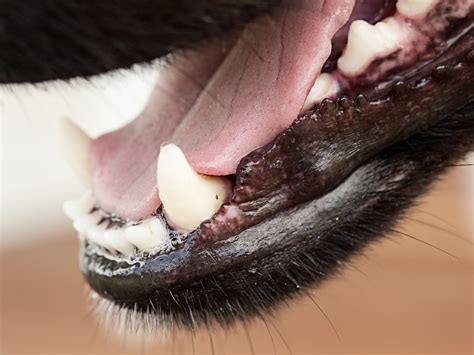 Pale Gums in Dogs? Discover the Critical Warning Signs