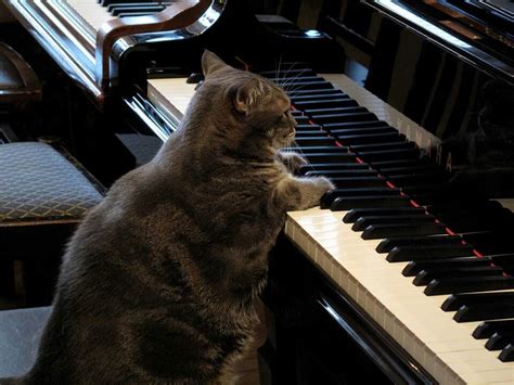 .. Playing Piano, Cat Playing, Funny Cats, Funny Animals, Cute Animals, Piano Pictures, Cat ...