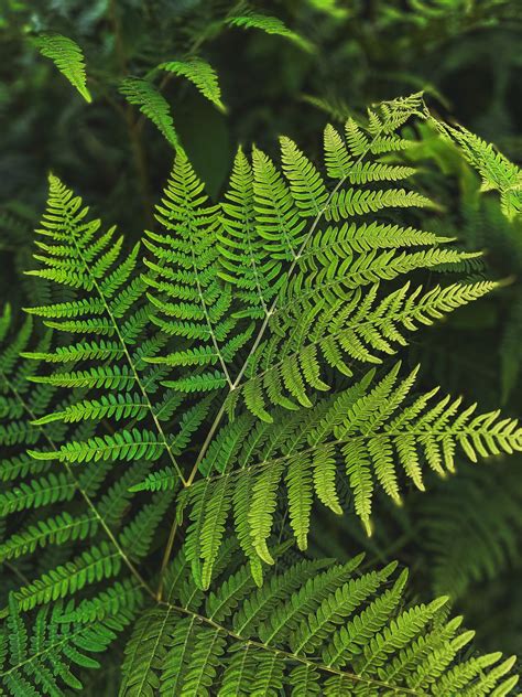 Evergreen Ferns for Year-Round Interest — Meadowlark Journal