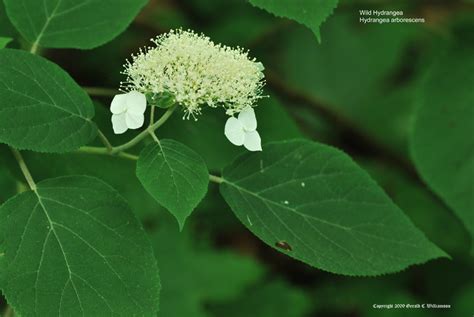 US Wildflower - Wild Hydrangea, Sevenbark - Hydrangea arborescens