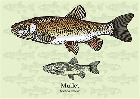 Mullet Fish Stock Clipart | Royalty-Free | FreeImages