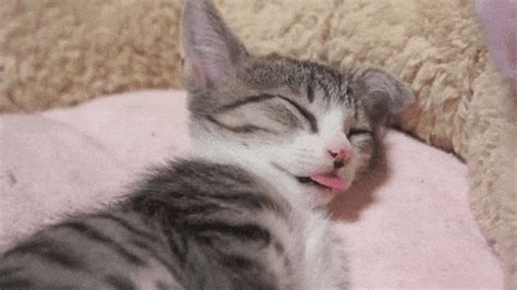 Sleepy Cat GIF - Find & Share on GIPHY