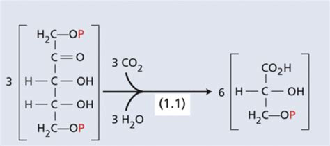 Carbon Reactions Part I Flashcards | Quizlet