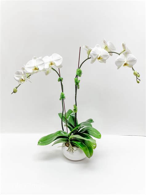 White Orchids Plant arrangement in New York - Snowdrop Flowers