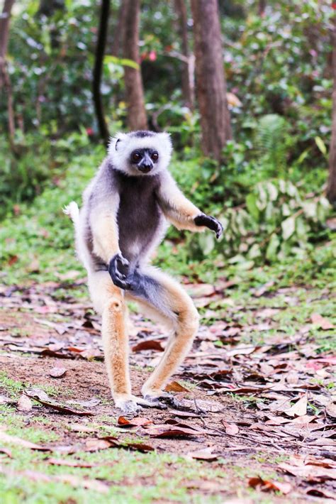 No rainforest, no lemurs: Madagascar’s biodiversity crisis | Adventure.com