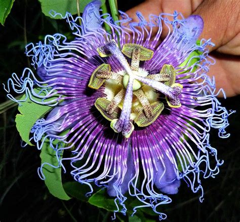 Purple Passion Flower Vine 25 seeds delicious fruit by SmartSeeds