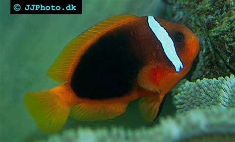 Tomato Clownfish - Amphiprion frenatus | Aquatic Community