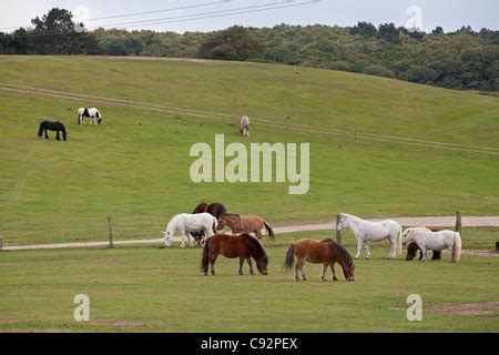 Shire horse at the Hillside Animal Sanctuary, West Runton, Norfolk ...