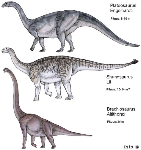 Sauropoda - Alchetron, The Free Social Encyclopedia