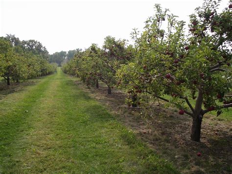 Apple Orchard 2 | The Elegant Farmer orchard in southern Wis… | Brendan Riley | Flickr