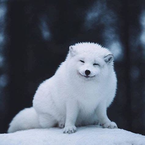 Arctic Fox in Finland 🇫🇮 Photo by @daniel ernst #TourThePlanet 🌎🌍🌏 | Animals beautiful, Cute ...