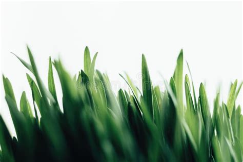 Green Grass on White Background Stock Image - Image of isolated ...