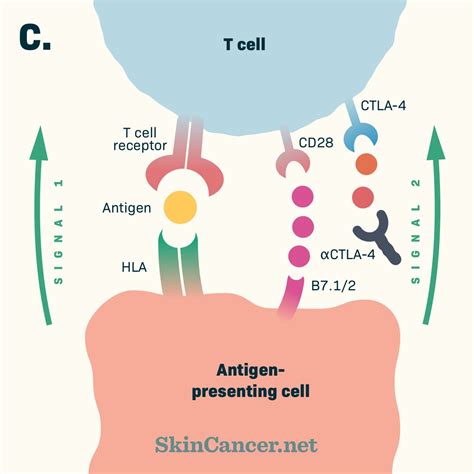 Yervoy (ipilimumab) | SkinCancer.net