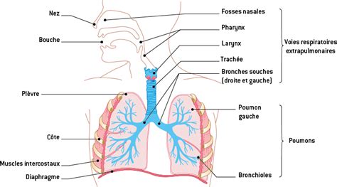 L'organisation de l'appareil respiratoire - Biologie et physiopathologie humaines - 1re ST2S ...