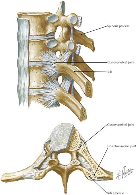 Thorax | Radiology Key