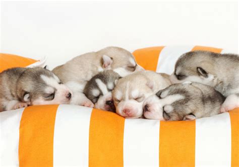 How To Take Care of A Newborn Puppy? - The Pet Town