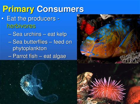 What Is A Tertiary Consumer In The Ocean