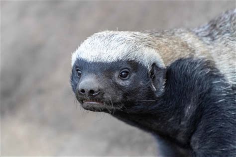 Honey Badger - A-Z Animals