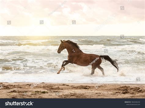 52,212 Horse In The Beach Images, Stock Photos & Vectors | Shutterstock