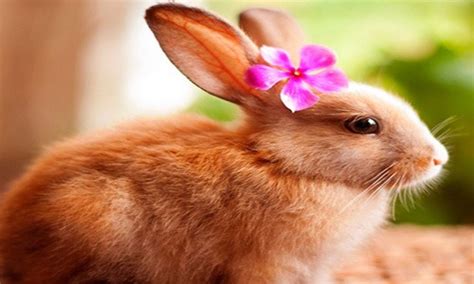 Female Rabbit Names | cute animal names